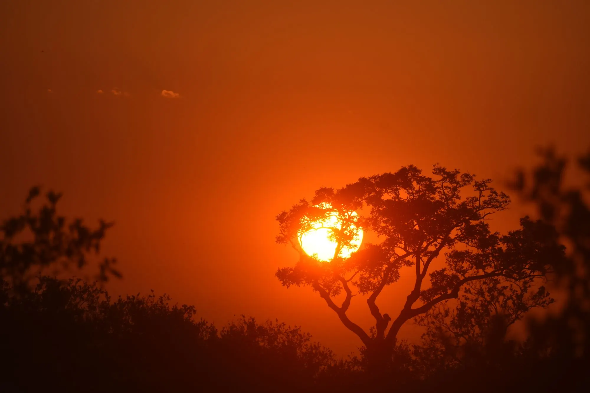 An orange sun setting behind an acacia tree