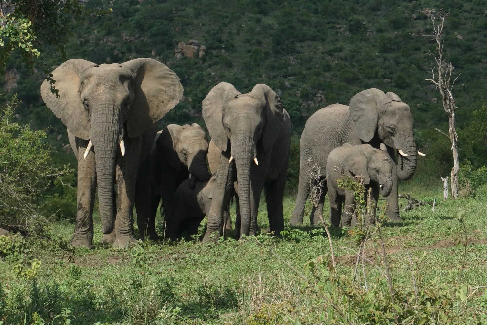 A herd of elephants with calves near Berg-en-Dal in southern Kruger