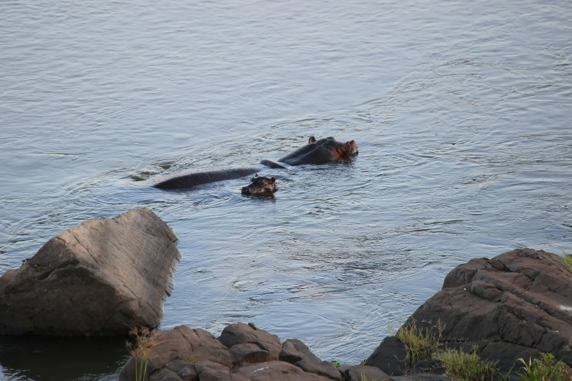 A young hippo surfacing in the Crocodile River between rocks