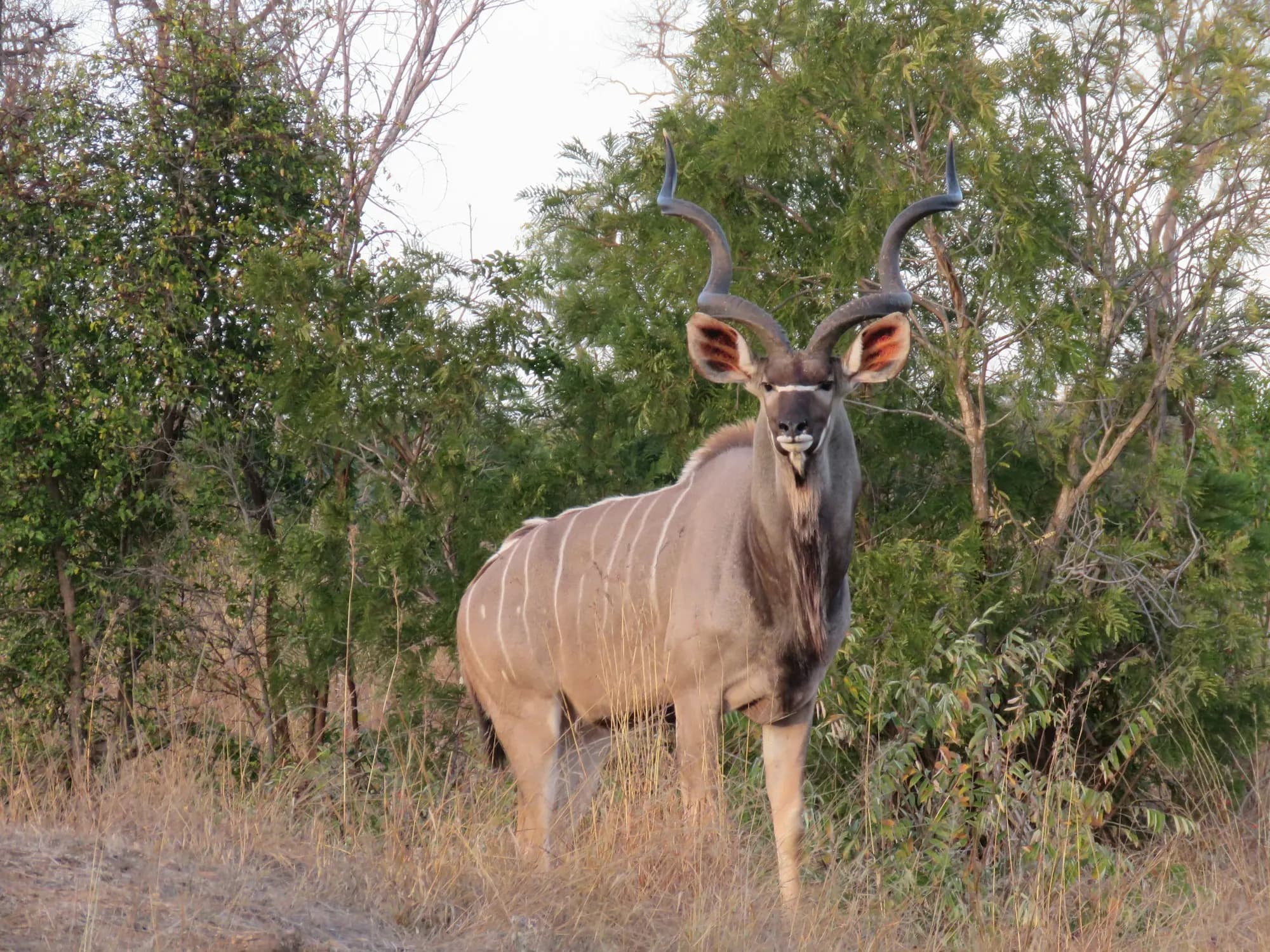 A kudu bull with spiral horns standing among green trees