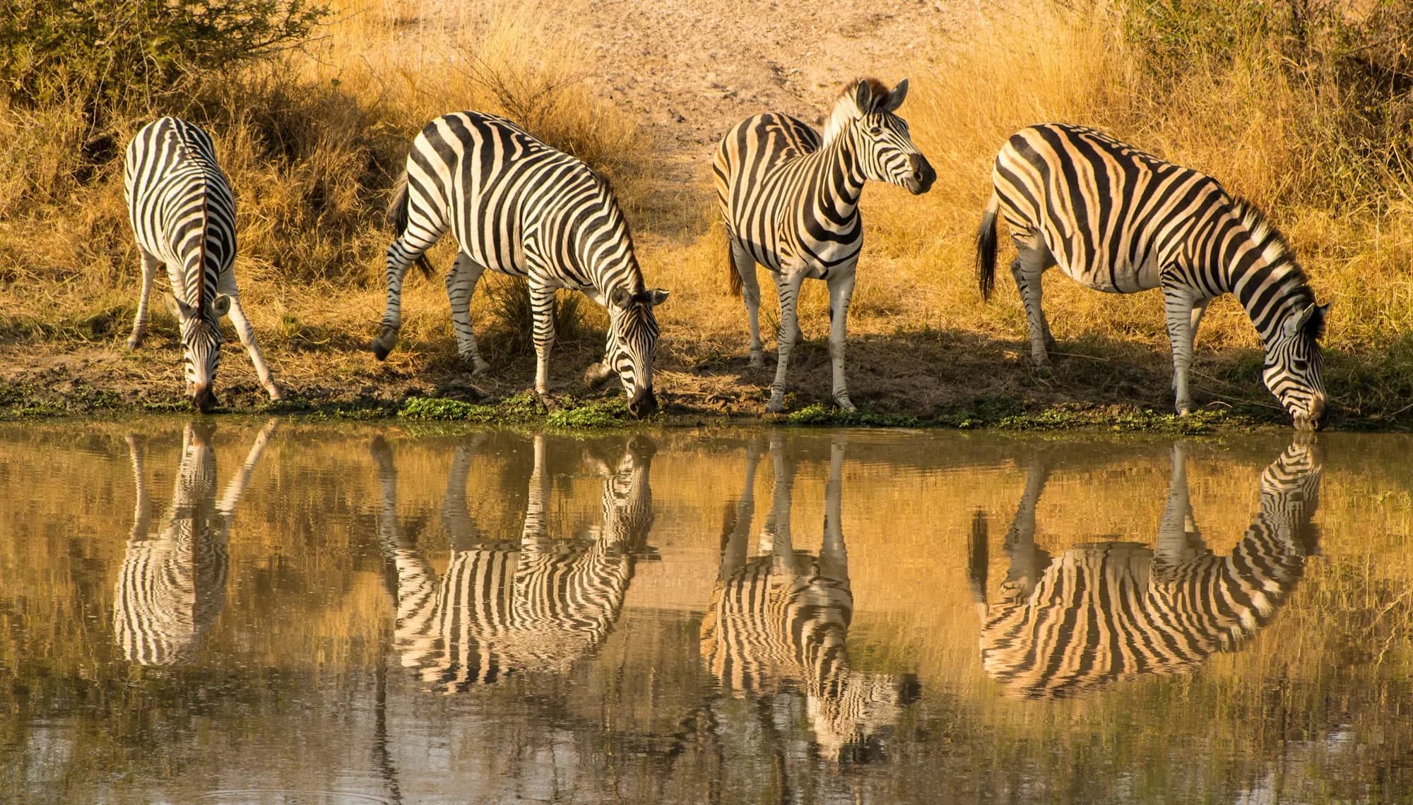 Four zebras drinking at a still waterhole