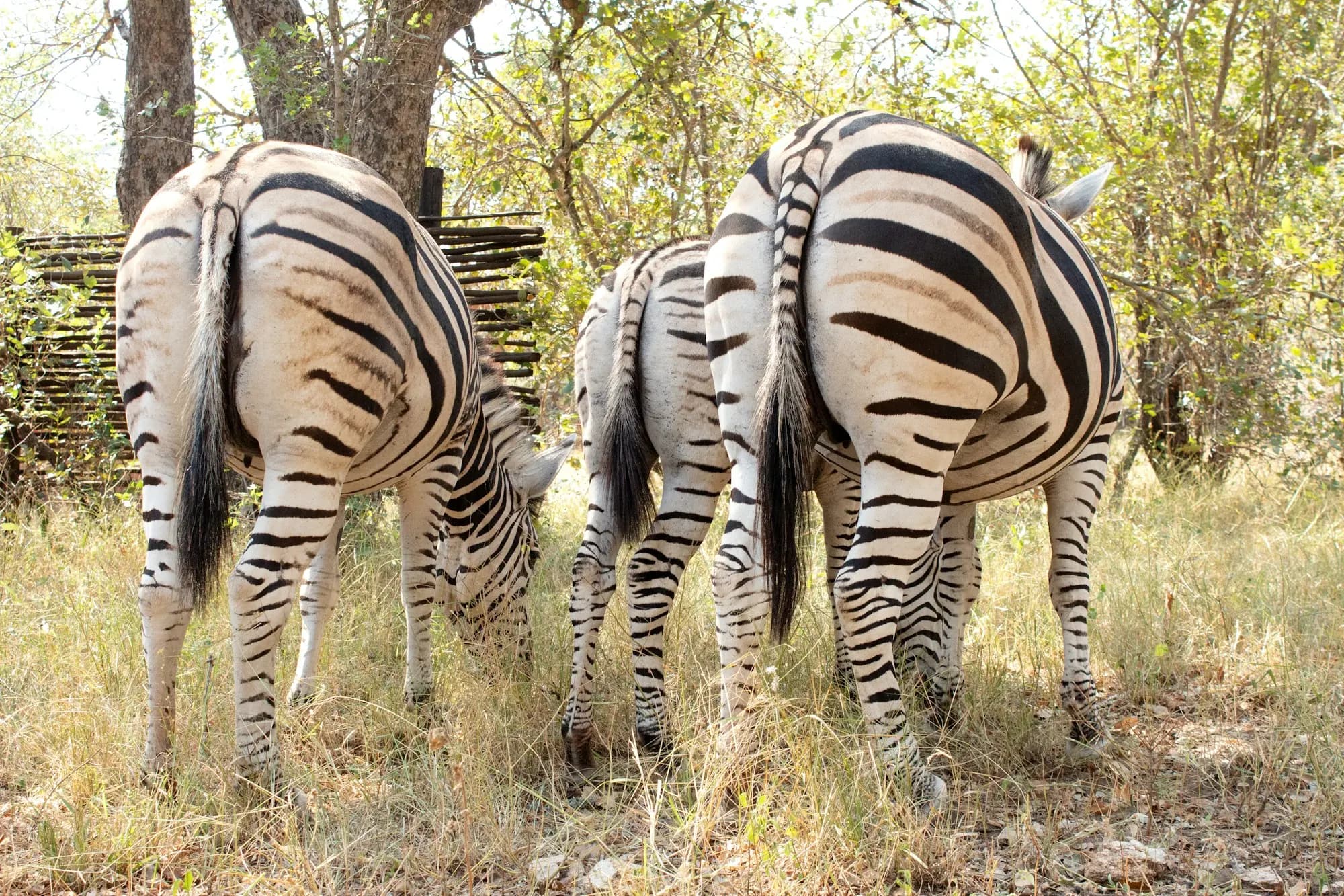 Zebras grazing next to a bush fence in Marloth Park